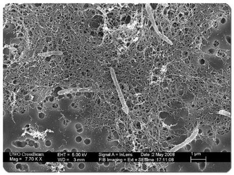 y-si-la-vida-alienigena-no-necesitara-la-luz-solar_full_landscape