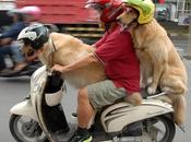 Perros, grande invento historia humana.