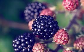 Necesitas leer estas interpretaciones al soñar con moras. sueno-con-moras
