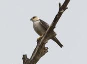 Milano chico (Pearl Kite) Gampsonyx swainsonii