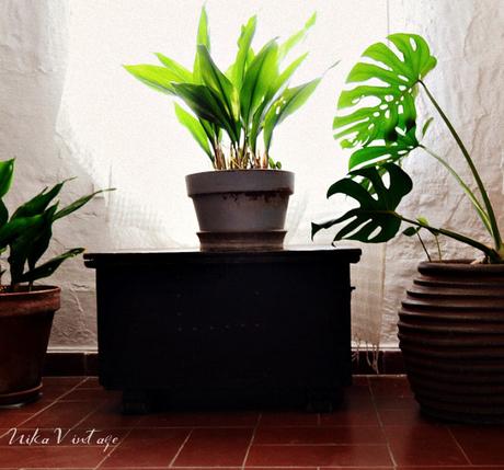 ¿DECORAR CON PLANTAS O UNA TENDENCIA LLAMADA URBAN JUNGLE?