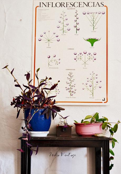 ¿DECORAR CON PLANTAS O UNA TENDENCIA LLAMADA URBAN JUNGLE?