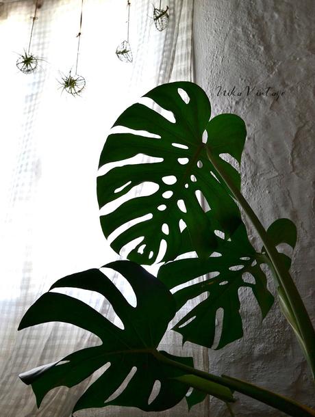 ¿DECORAR CON PLANTAS O UNA TENDENCIA LLAMADA URBAN JUNGLE?