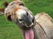 historia hombre burro.