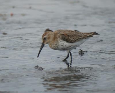 Chorlitos grises y compañía