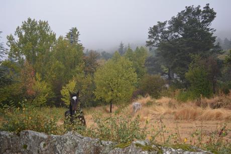 XVI Jornadas de la Miel en Navacerrada.