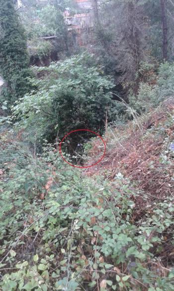 Mi coche, aparcado en el bosque