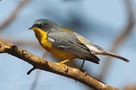Pitiayumí (Tropical Parula) Setophaga pitiayumi