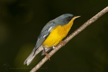 Pitiayumí (Tropical Parula) Setophaga pitiayumi
