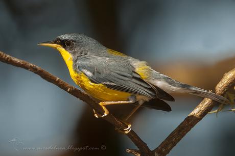 Pitiayumí (Tropical Parula) Setophaga pitiayumi