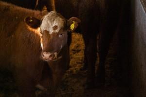 La Fiesta del Ternero y la Yerra, tradiciones argentinas que disfruta el mundo