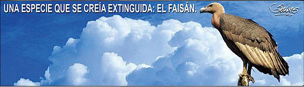 FAISÁN ESPECIE ESTINGUISA SALAS