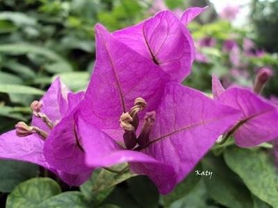 Las flores del desierto