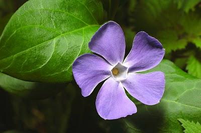 Vinca - Vinca mayor