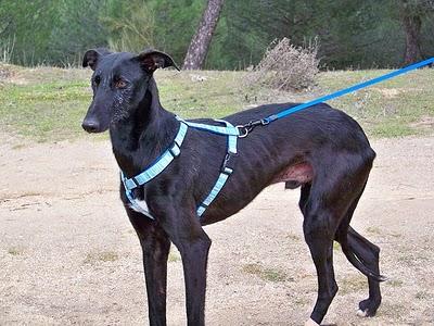 TOLEDO- galgo en muy mal estado necesita acogida o adopción.