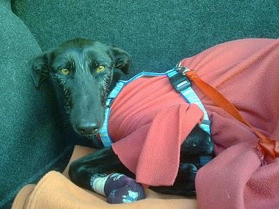 TOLEDO- galgo en muy mal estado necesita acogida o adopción.