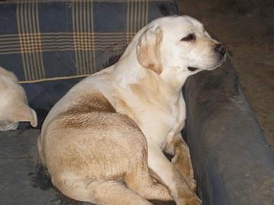 LUNA, labradora pura de un año que van a sacrificar por tener displasia!!