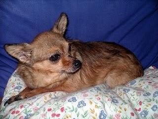 Lulo viejito 10 años pequeñisimo busca ultima oportunidad. (GRANADA)