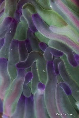 Una joya en el pedrero