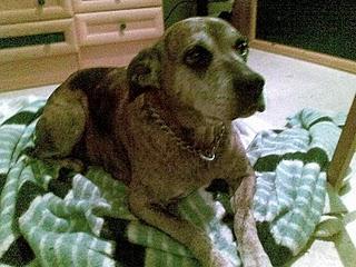 ESTE JUEVES SERA SACRICADA PERRERA JEREZ ZOO SANITARIA (Lo siento Bali cruce de boxer, 7 años)