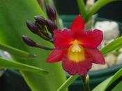 Orquídeas raíces