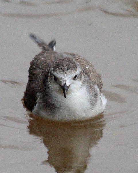 GAVIOTA DE SABINE-LARUS SABINI-SABINE´S GULL