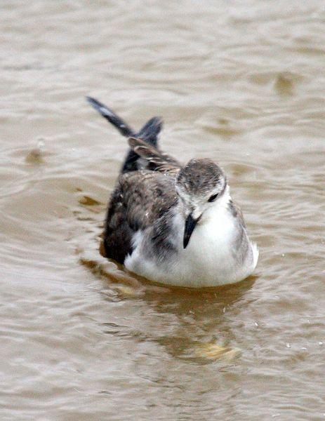 GAVIOTA DE SABINE-LARUS SABINI-SABINE´S GULL