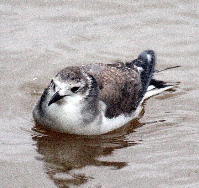 GAVIOTA DE SABINE-LARUS SABINI-SABINE´S GULL