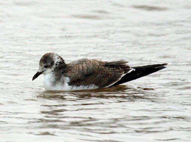 GAVIOTA DE SABINE-LARUS SABINI-SABINE´S GULL