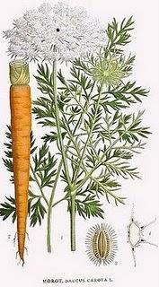 Zanahoria silvestre cicatriza la piel y alivia la vista