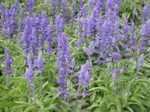 La salvia alivia menstruacion heridas de piel,gingivitis es tonico