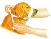 FARMACIOLA DE PRIMERS AUXILIS