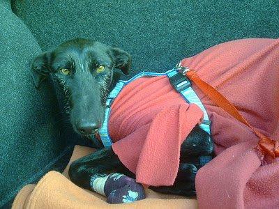 TOLEDO- galgo en muy mal estado necesita acogida o adopción.