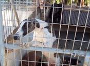 Están refugio Murcia, NECESITAN AYUDA!!!