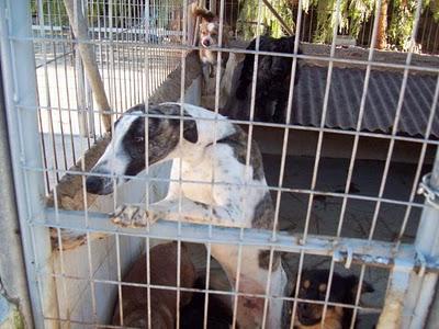 Están en un refugio de Murcia, NECESITAN AYUDA!!!