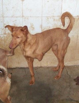 Están en un refugio de Murcia, NECESITAN AYUDA!!!