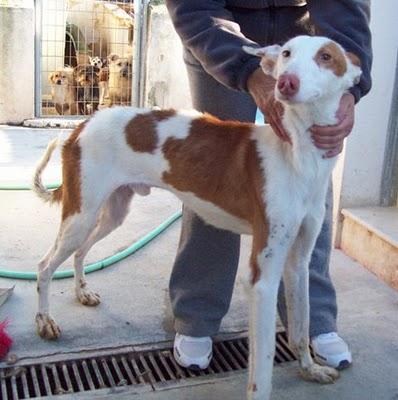 Están en un refugio de Murcia, NECESITAN AYUDA!!!