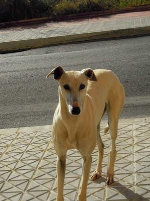 Chiquitina, galguita abandonada.
