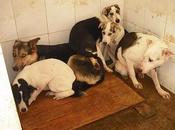 Familia perruna perrera jerez, aterrorizados trás muerte dueño. URGENTE!!