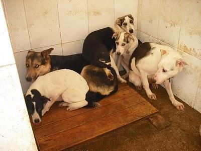 Familia perruna en la perrera de jerez, aterrorizados trás la muerte del dueño. URGENTE!!