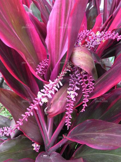 http://plantthis.com.au/images/x_images/plants/25480/Cordyline-fruticosa-Rubra-1.jpg