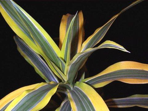 http://www.plantoftheweek.org/image/dracaena1.jpg