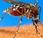 Descubierto nuevo tipo mosquito proclive malaria