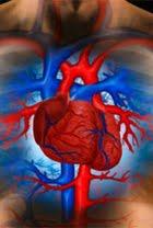 Convierten de forma directa células de la piel en cardiacas