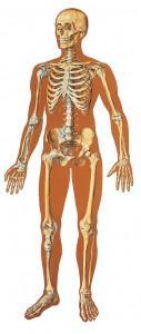 esqueleto 1 127x300 5 mitos curiosos sobre el cuerpo humano