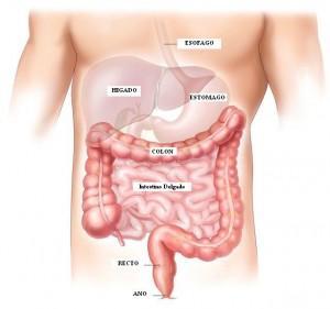 intestino grueso 300x281 Homeopatía en casos de parálisis intestinal post operatoria