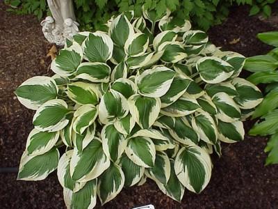 http://maplesbymail.com/images/product_pictures/hosta%20patriot1.jpg