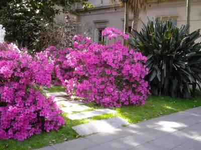 http://www.decoraestilo.com/files/azaleas1.jpg
