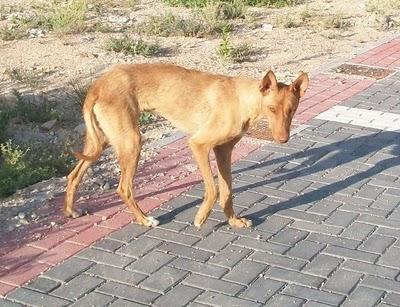 El gran invisible Cupper!!!