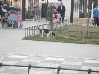 WILI* 5 AÑOS, PEQUEÑITO, SU DUEÑO HA MUERTO Y LOS HIJOS LO ECHAN A LA CALLE....(SEVILLA)